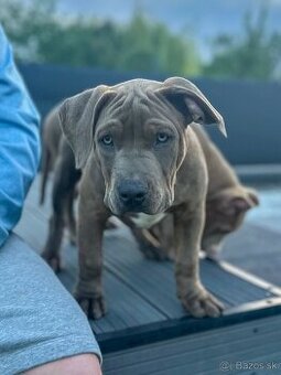 American bully xl