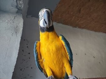 Ara Ararauna