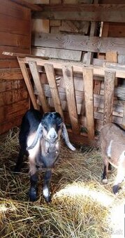 Capko a kozicka
