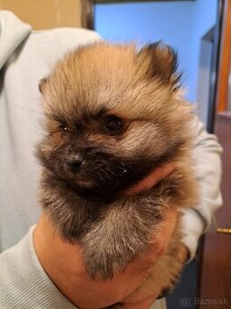 Nemecký  trpaslicí  špic typ pomeranian