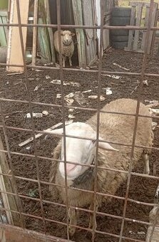 Ovca a  Baran