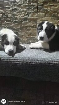 Stredoázijský ovčiak -štenatá