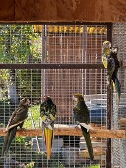 Rozela pestrá čierna straka