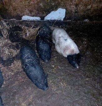 Vietnamské prasiatka, prasatá