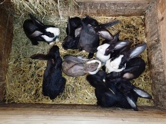 Šarišský Obrovitý x Belgický obor