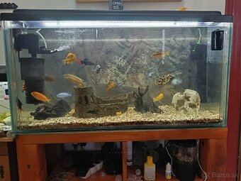 Predáme 250litrove akvárium s rybkami a príslušenstvom