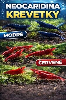 Krevetky Neocardinia Davidi Modré/Červené