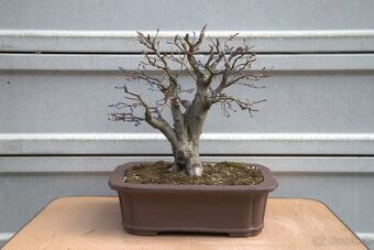 bonsai, bonsaj, Hrab