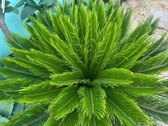 Cycas Revoluta
