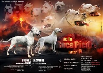 Argentínska doga štěňata, Dogo Argentino