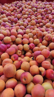 Marhule 0,79 EUR