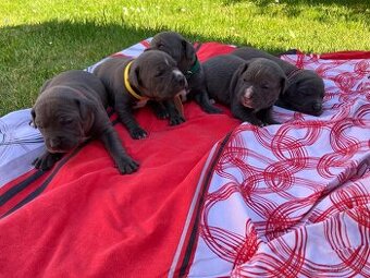 Amstaff