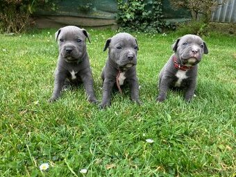 Amstaff