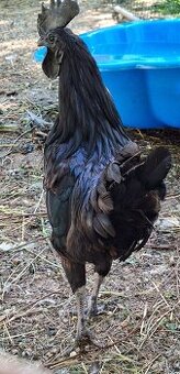Ayam Cemani-kohút