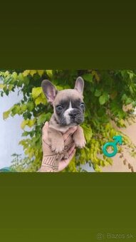 Francúzsky Buldoček