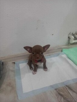 chihuahua mini