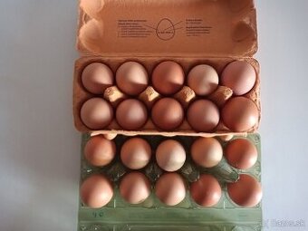 Predám domáce vajička