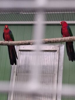 Papagáj Amboinský(amboines amboinensis)