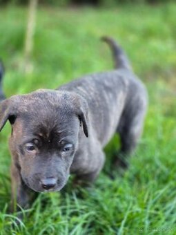 Cane corso
