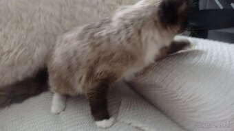 ragdoll,radgoll na predaj len dospelé mačky