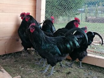 Kohút Australorpka čierna