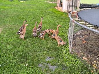 Čínske kačice, indické bezce.