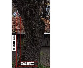 predám kmeň orecha