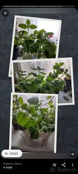 Nadchovnik- rastlina proti nádche