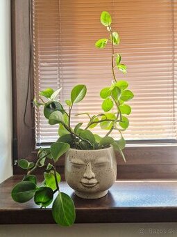 Pieprovec magnoliolistý