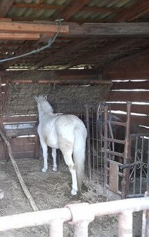 Predam jazdecku welsh pony kobylu