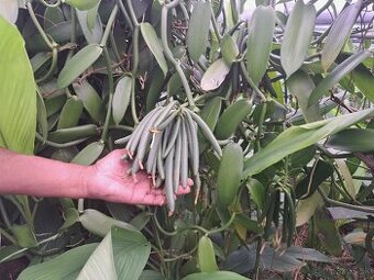 Prémiová vanilka z Maurícia