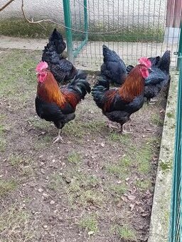 Maranska násadové vajcia, vajíčka