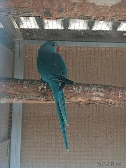 Alexander malý modry Samička s DNA Testom.