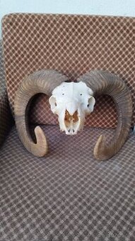 Predám striebornú trofej muflona. Parožie zhody trofeje.