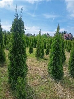Tuja Smaragd - rôzne veľkosti