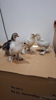 Kuriatka orpington , brahman