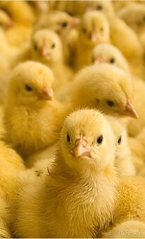 Ross brojler kuriatka