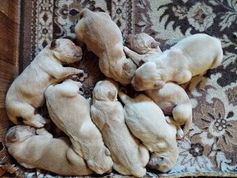 Zlatý Retriever / Golden Retriever s PP