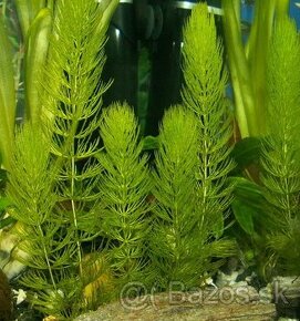 akva rastlina Ceratophyllum demersum / rožkatec ostnitý