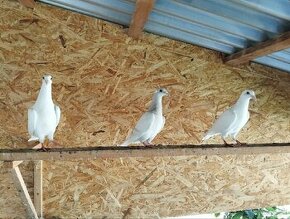 Poštové holuby