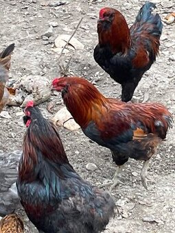 Predám alebo vymenímkohútov Araucana