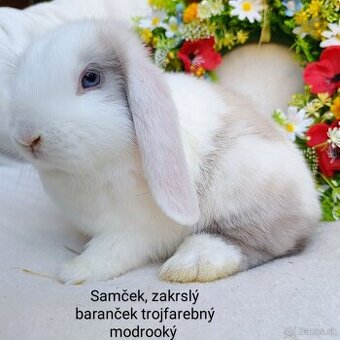 Zakrslý baranček s VP samček trojfarebný modrooký