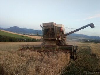 Predám triticale