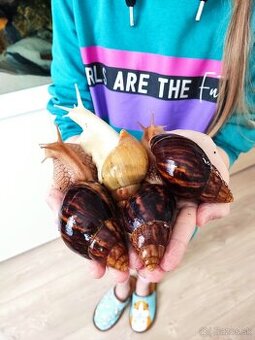 Africký slimák Lissachatina immaculata