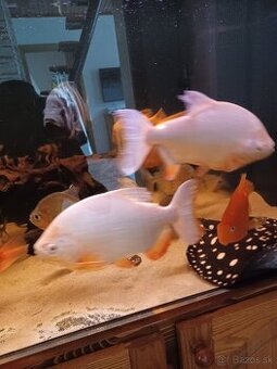 Pirana albino