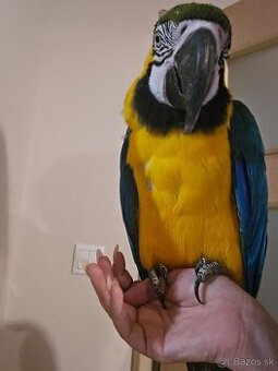 Predam araraunu  - ara modrožltá