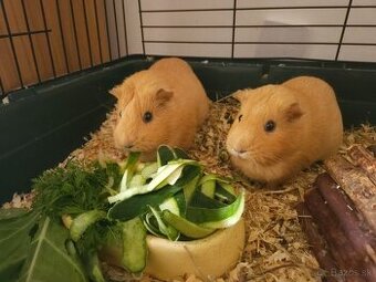 Darujem morča, 2 samičky