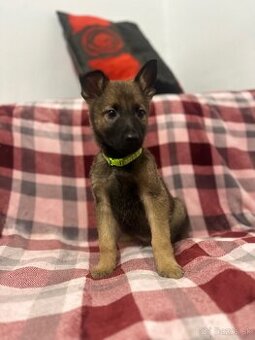 Belgicky x Nemecký ovčiak