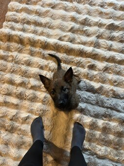 Belgicky x Nemecký ovčiak