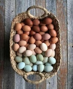 domáce vajíčka